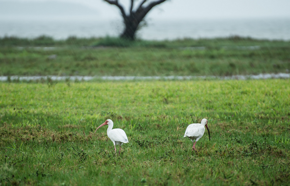 Birds