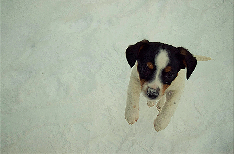 Zima