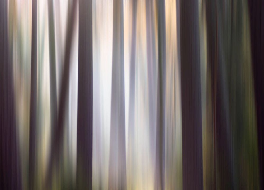 Imaginary forest