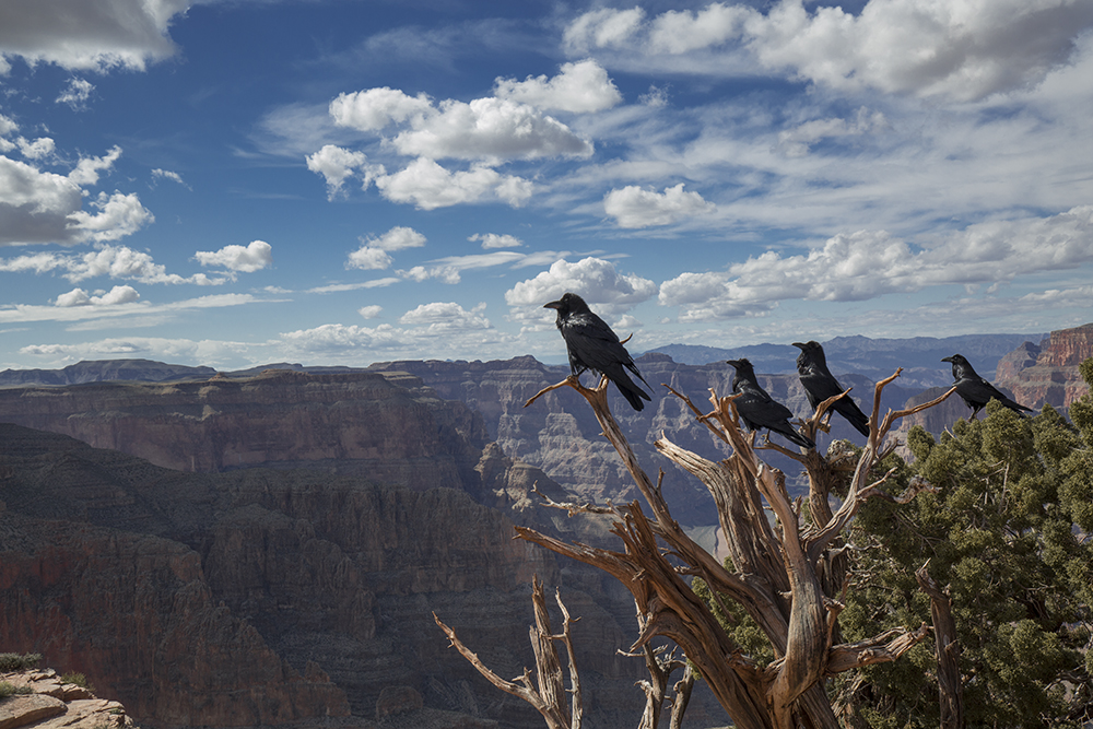 Kruki nad Grand Canyon