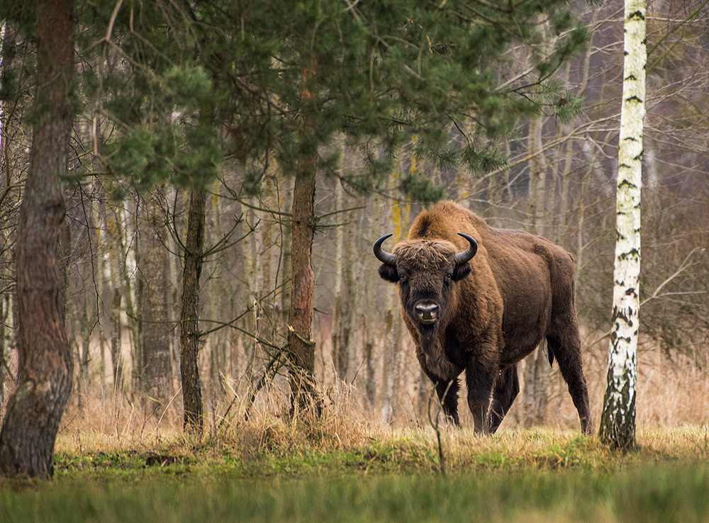 gdzieś pod Białowieżą