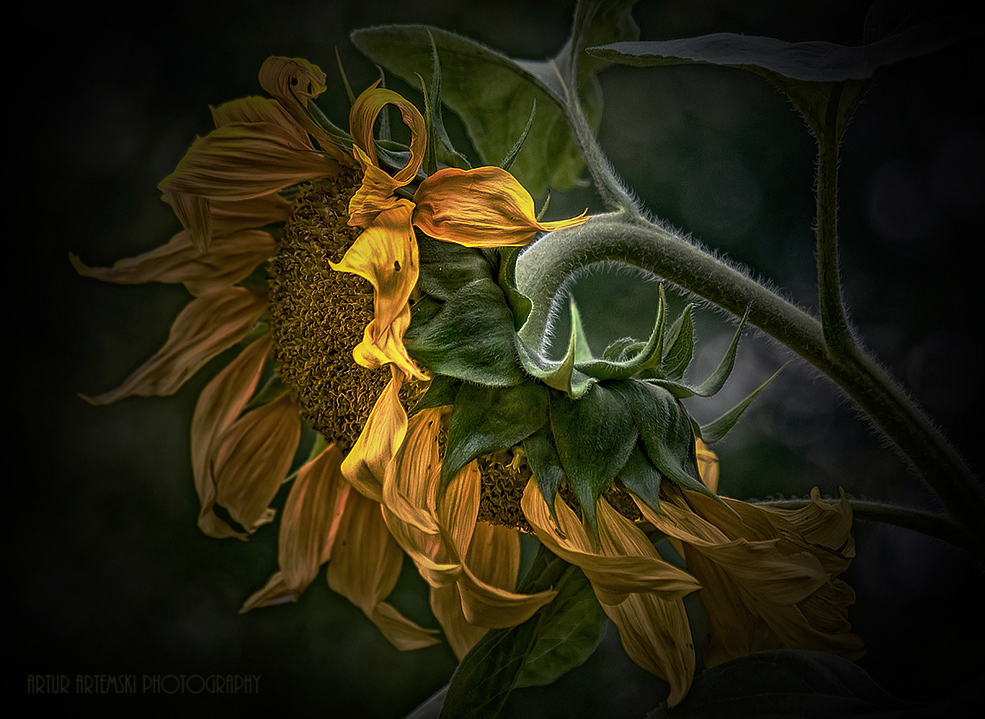 Sunflower...