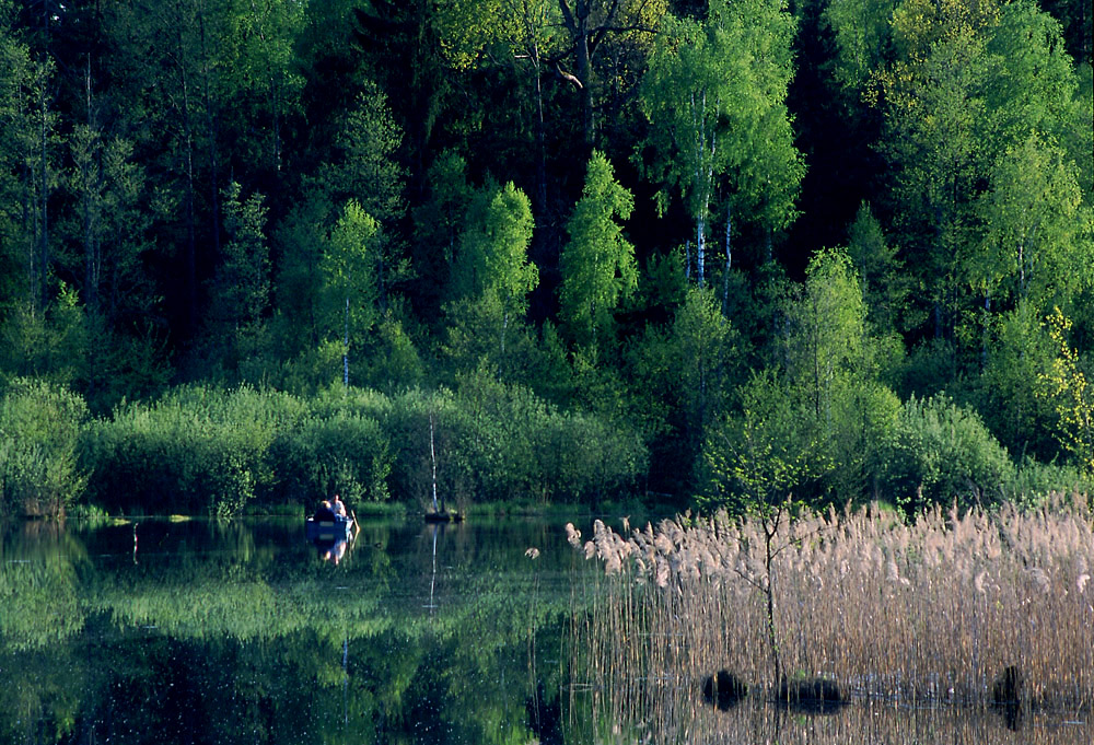 Białowieża