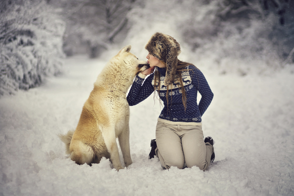 Emilia i Akita &#31179;&#30000;&#29356; w zimowej scenerii