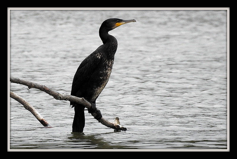 kormoran