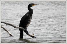 kormoran