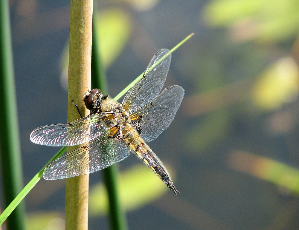 Helikopter