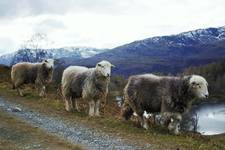 Cumbrian sheep