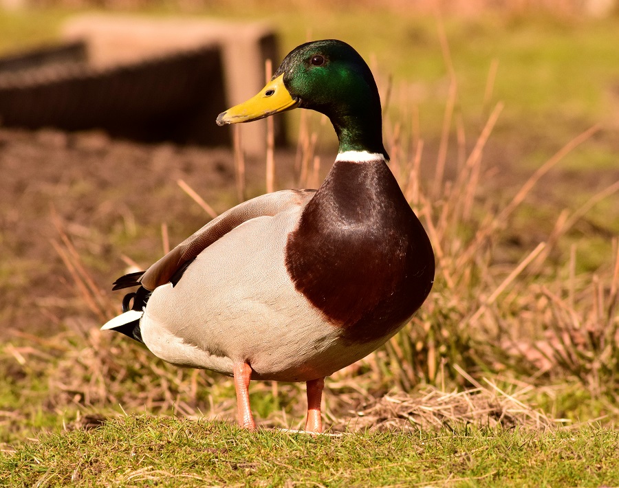 Kaczka Mallard