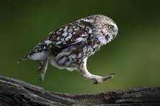 Pójdźka (Athene noctua) Little owl