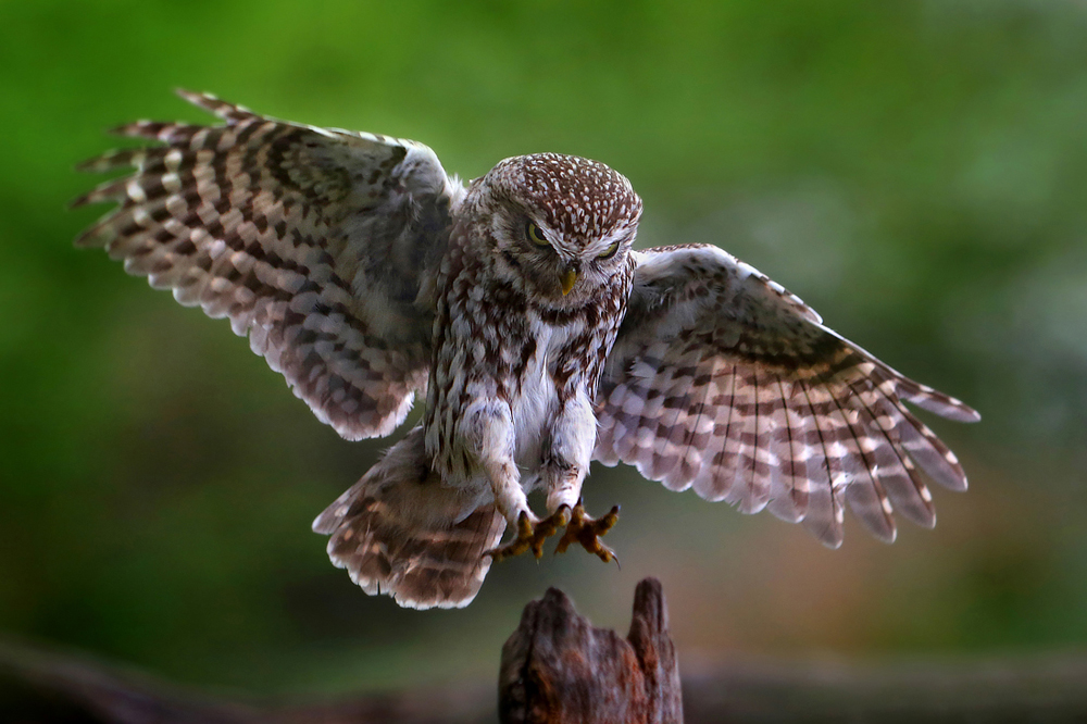 Pójdźka (Athene noctua) Little owl