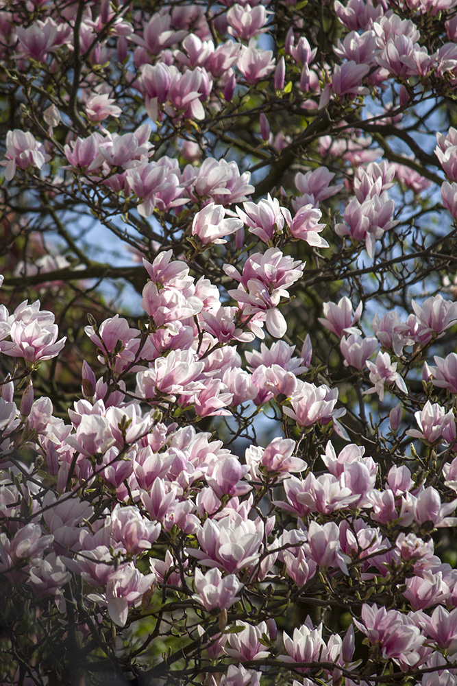 Magnolia