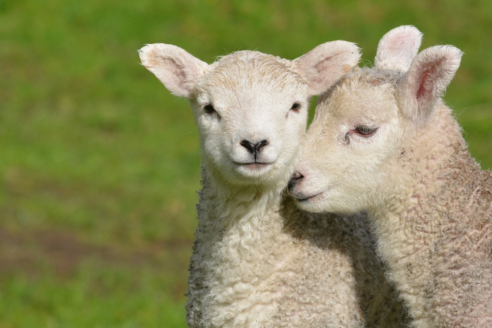 Lambs