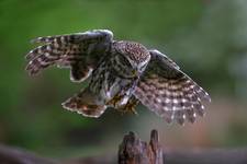 Pójdźka (Athene noctua) Little owl