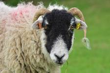 Swaledale sheep