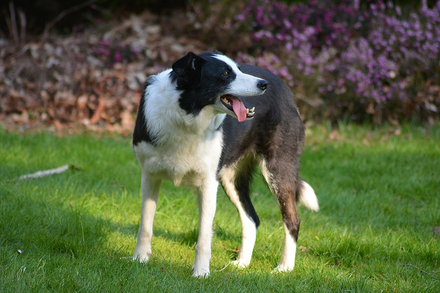 Border collie