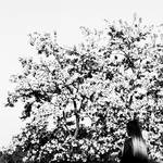 Girl in a Blooming Orchard 1