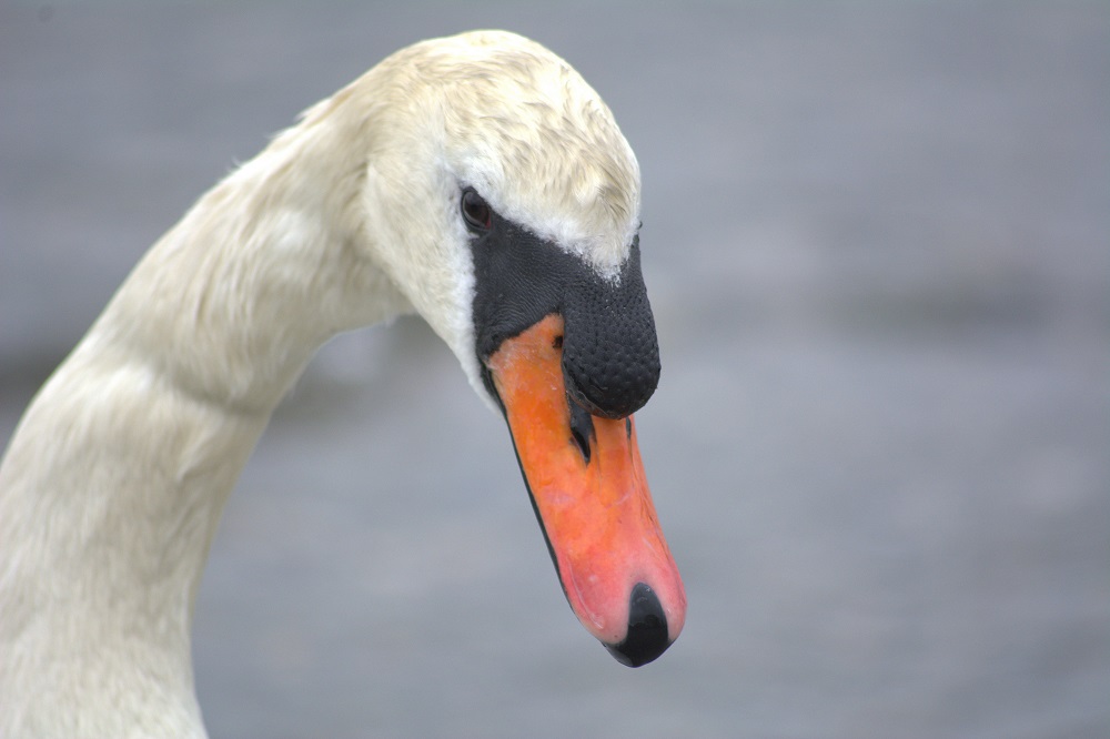 łabędź niemy