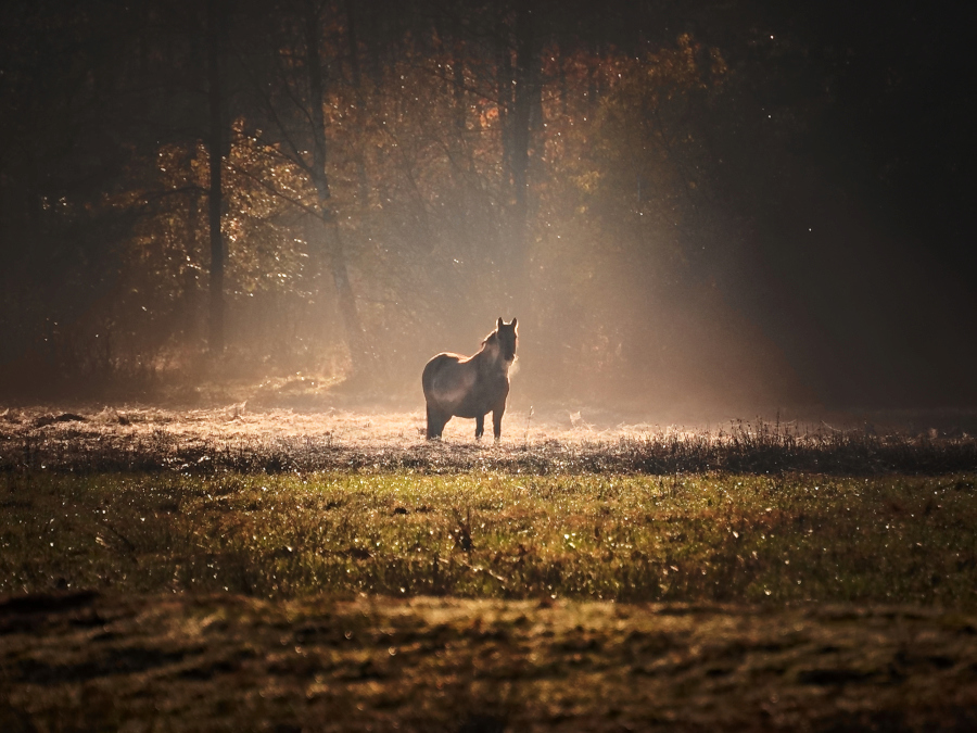 Konik polski