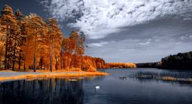 Spring swimming. Infrared photography.