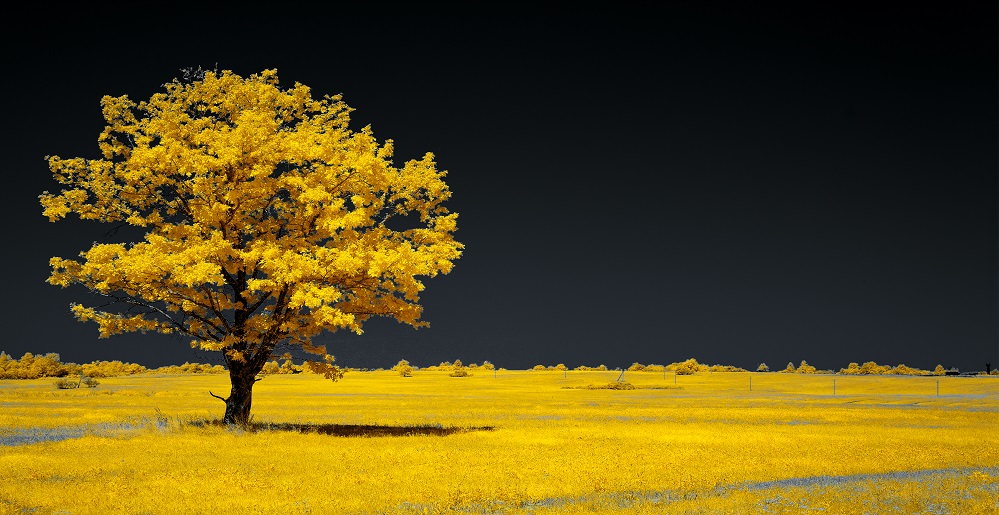 In search of a shadow. Infrared photography.