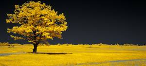 In search of a shadow. Infrared photography.