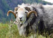 curly-horn sheep