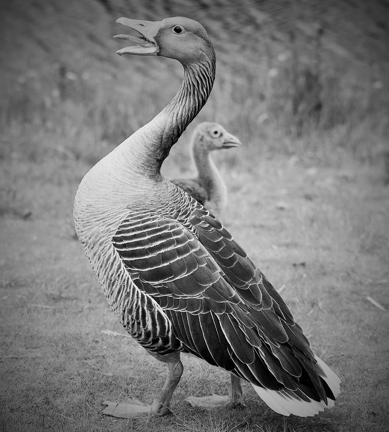 Greylag geese