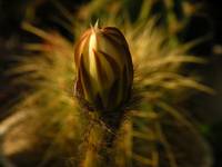 Echinopsis