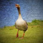 Shouting goose