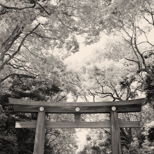 Torii, Meiji Jingu, Tokyo