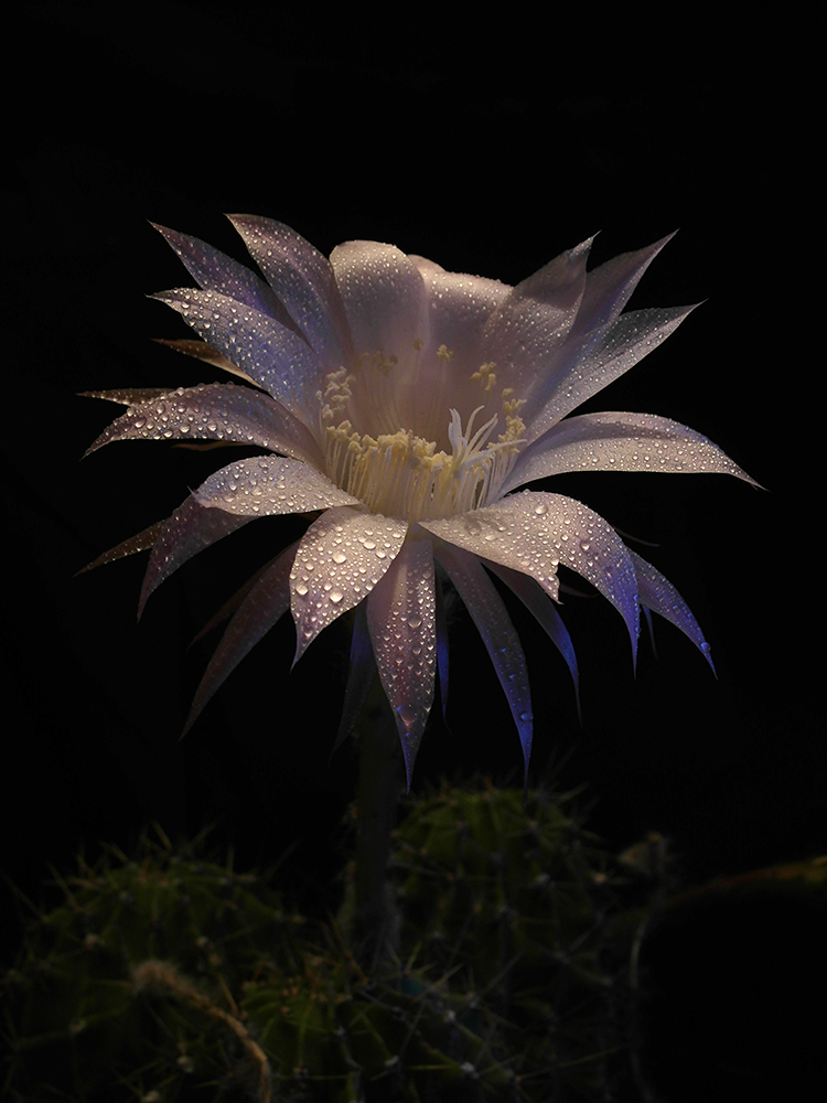 Echinopsis...