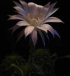 Echinopsis...