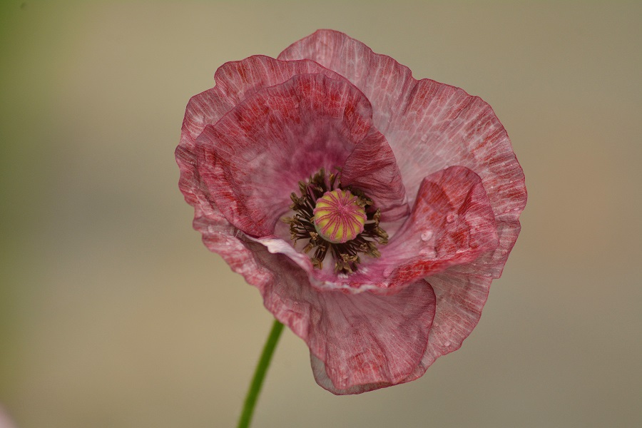 Poppy