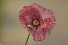 Poppy