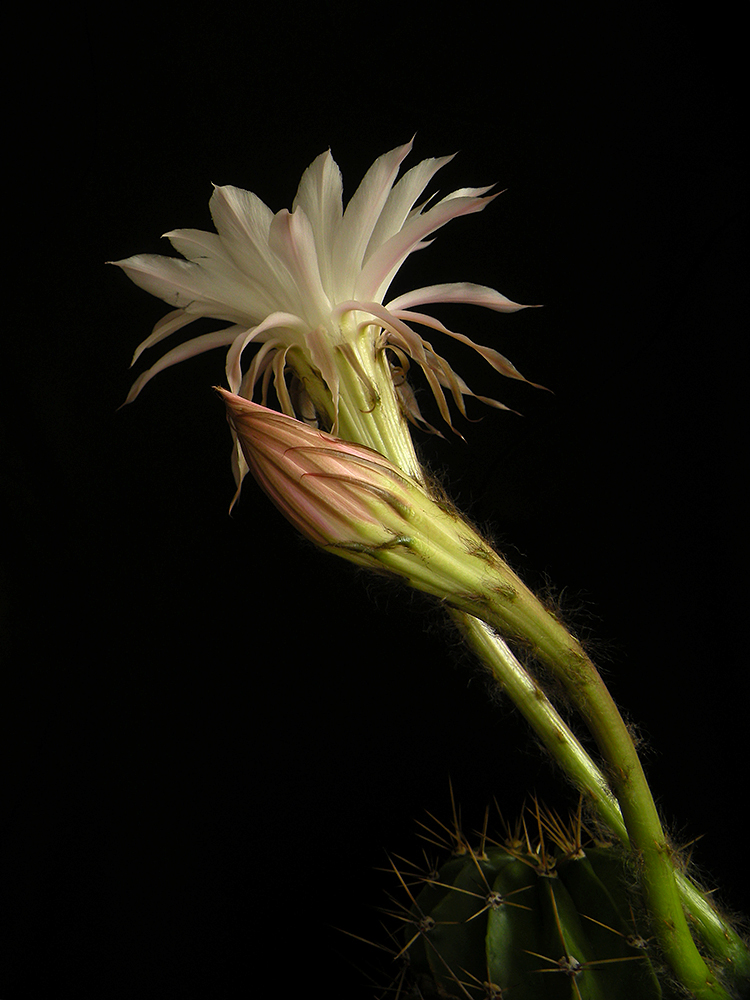 Echinopsis