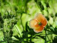 Mak polny (Papaver rhoeas)