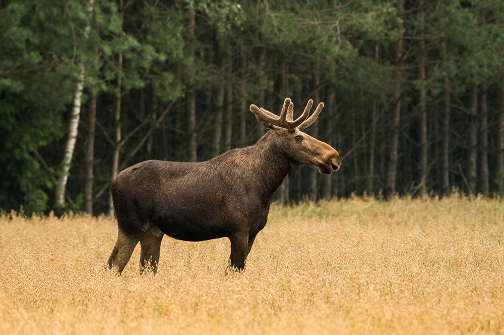 łosiożerca