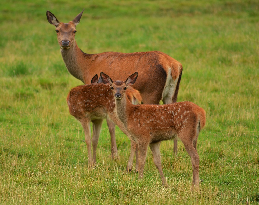 deers