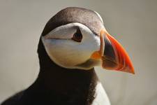 Puffin