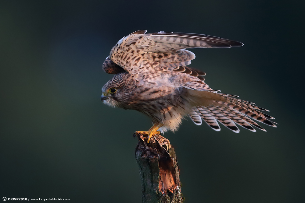 Pustułka (Falco tinnunculus) Kestler