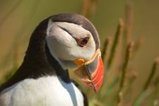 Puffin