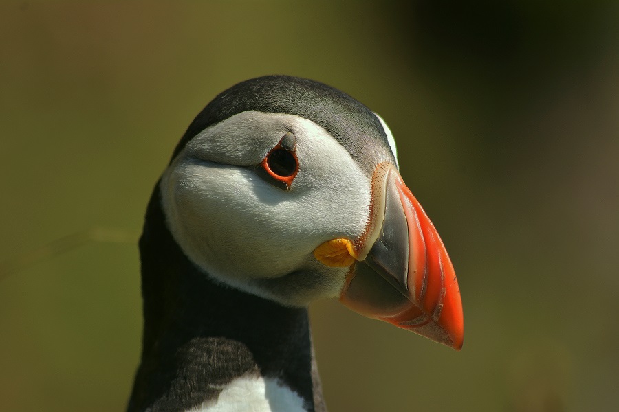 Puffin