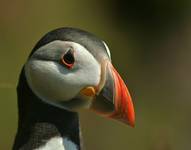 Puffin