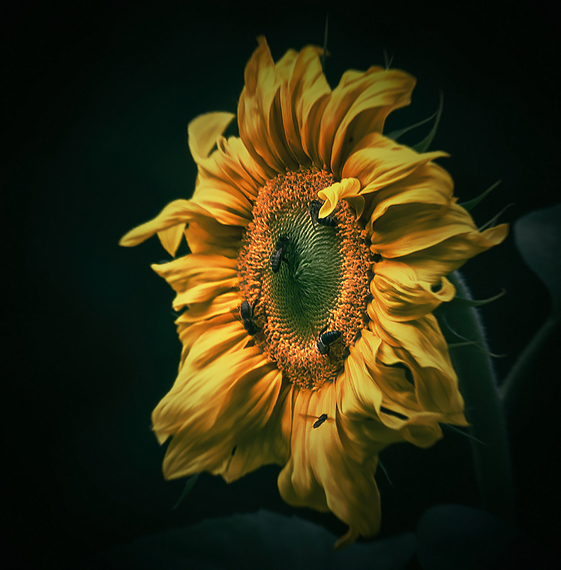 Sunflower II...