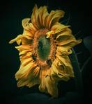 Sunflower II...