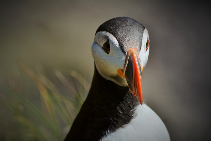 Puffin