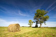 Haymaking