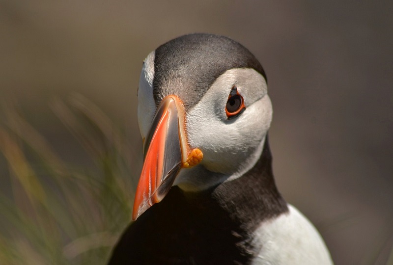 Puffin