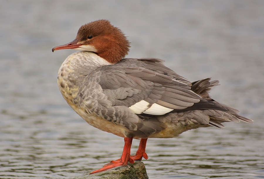 Goosander duck